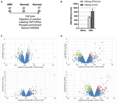 Deciphering the phospho-signature induced by hepatitis B virus in primary human hepatocytes
